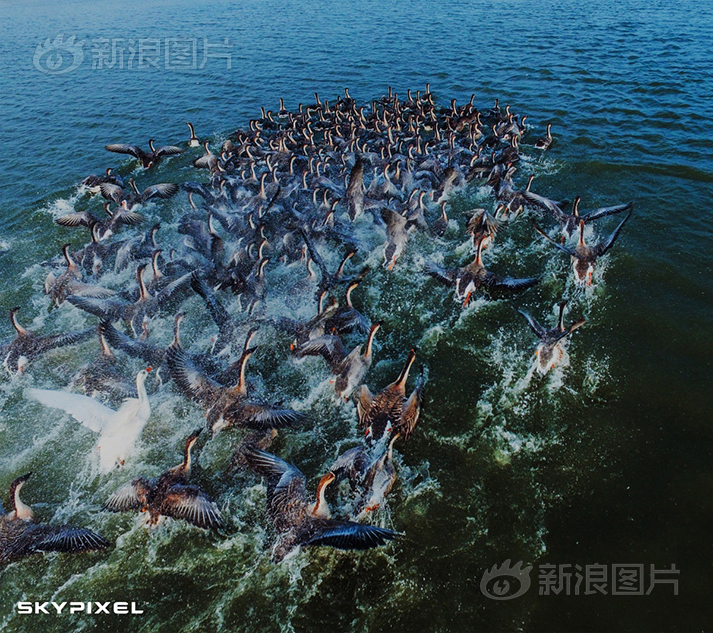 Chinese Free Hd Xxxx 高潮