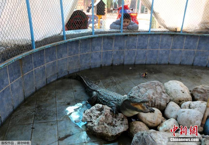 黑鮑魚
