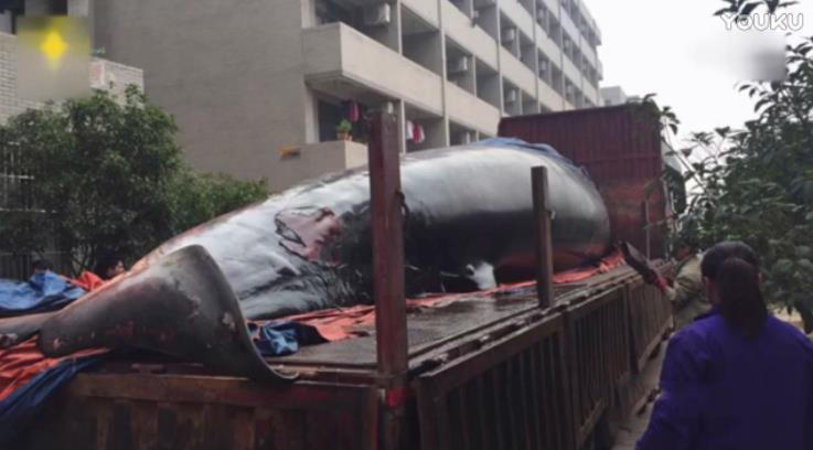 纲手腿法熟练脚法精湛跳舞动作