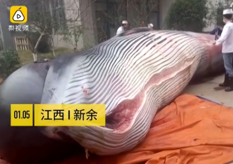 欧美特级限制片