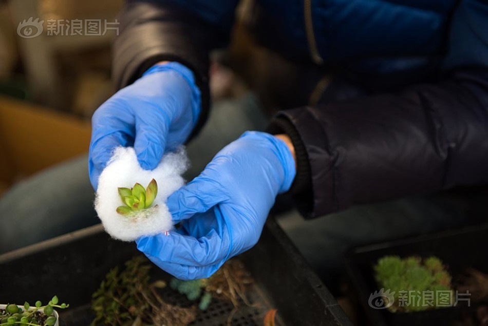 极品黄色视频