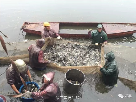 香蕉91