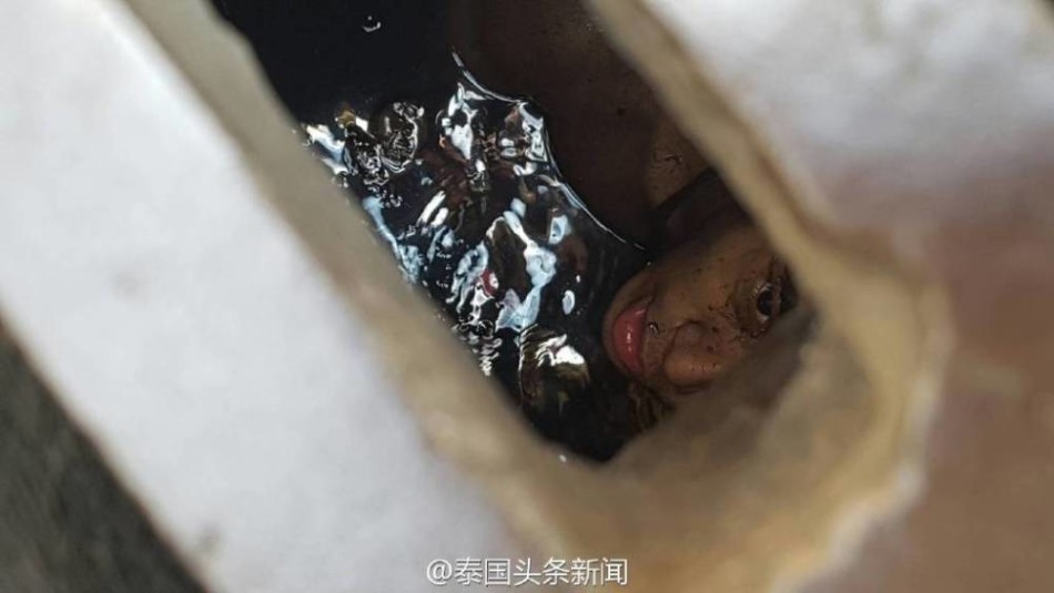 国产在线a