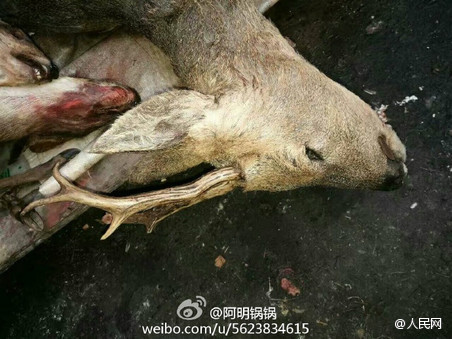 日漫番肉食有哪些