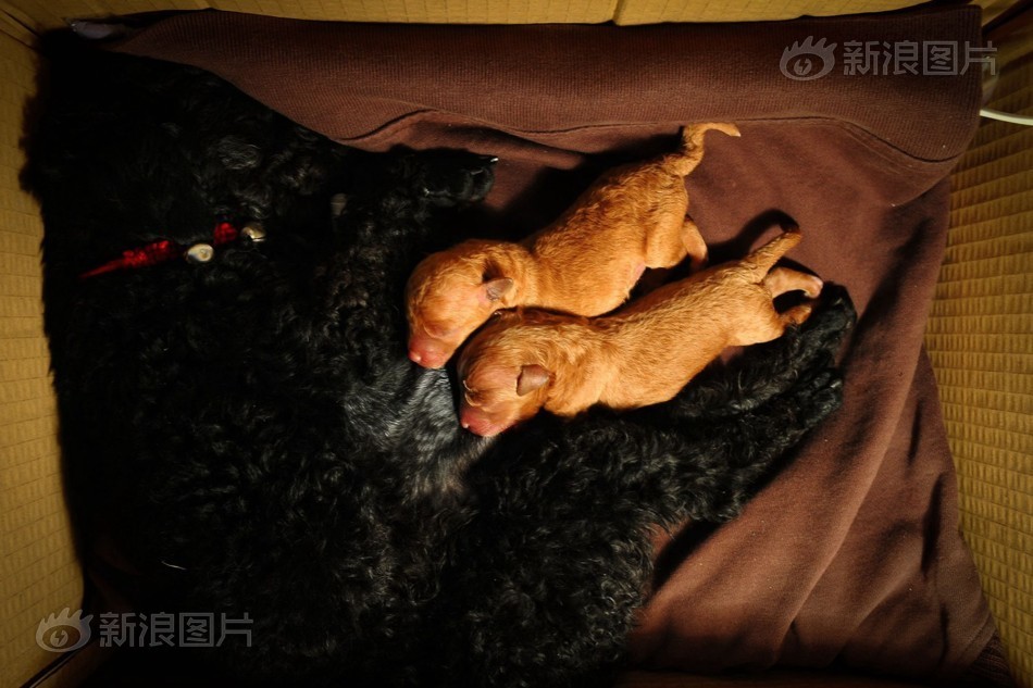 chinese女王调奴807