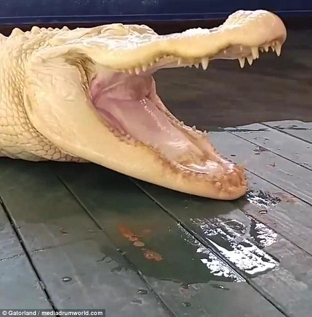 精品一级毛片A久久久久
