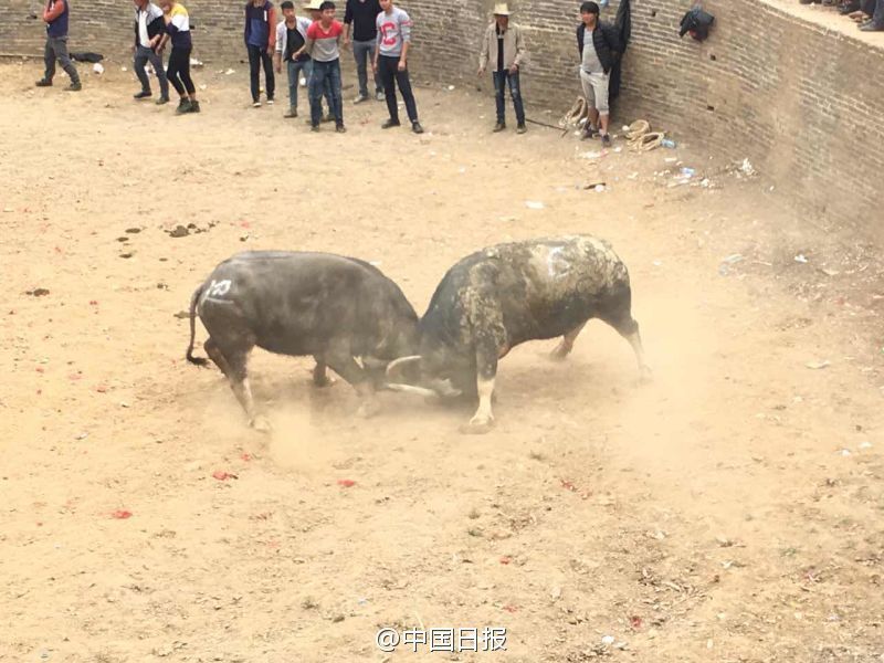 天天插天天爽