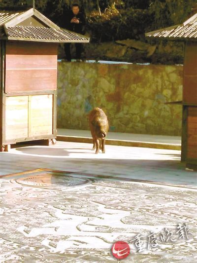 紫阳花が散り散る时雷火剑