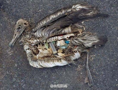 韩日三级片