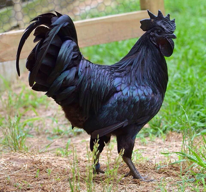 黑人大吊