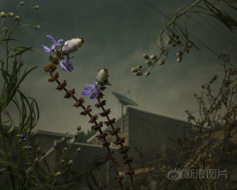 海外 色情 网