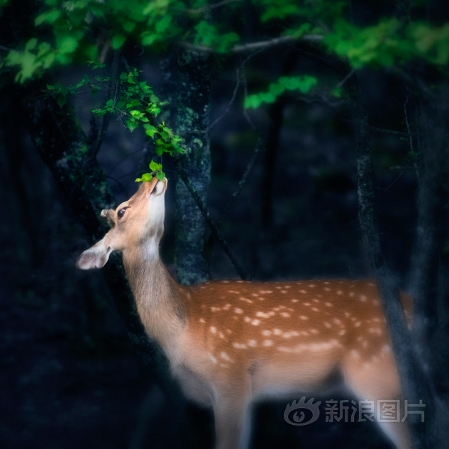 日本69XXXXXXX18HD