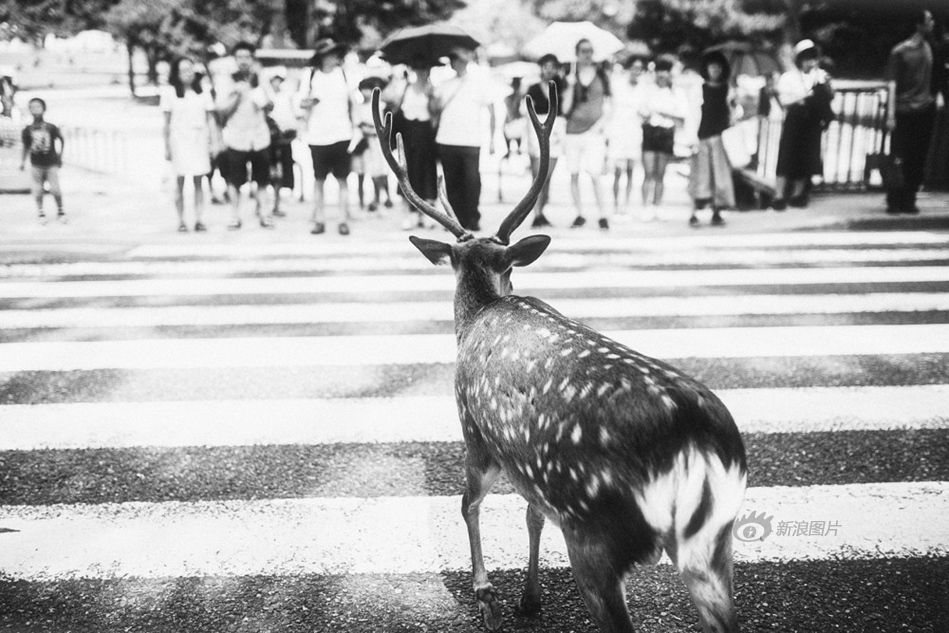 韓國有碼