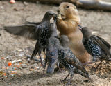 Ȥͼھʮ