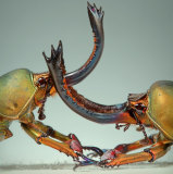 Ӱʦ沫