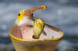 ǡ