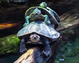 �ڹꡰ���޺�������ľ��