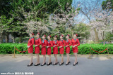 南京林业大学礼仪队成员齐聚樱花大道图片