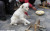 辽宁省沈阳市，街头卖艺的宠物狗图片
