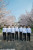 南京林业大学礼仪队成员齐聚樱花大道图片