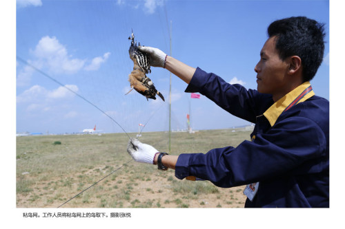 【第一线】昆明机场捕鸟神器