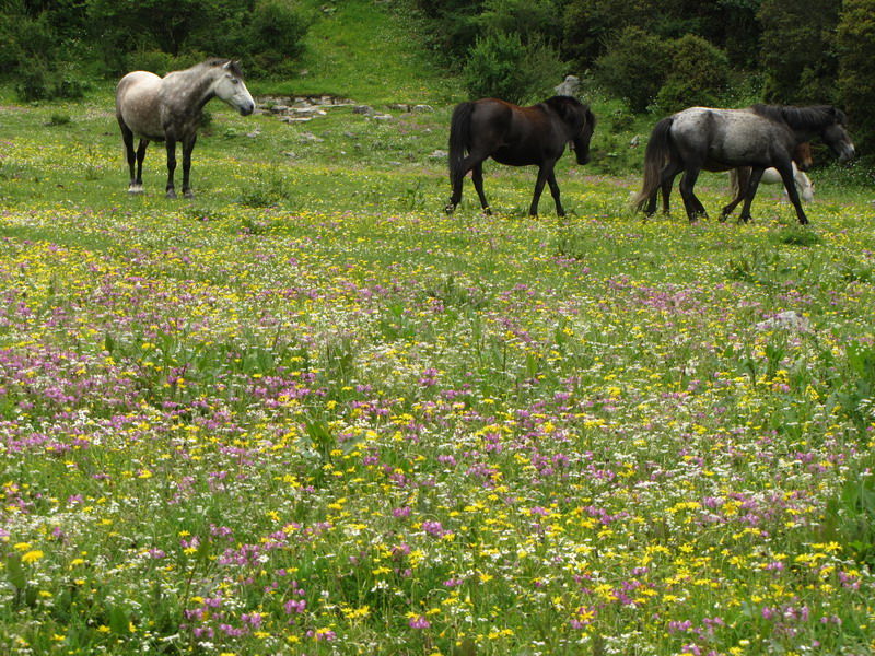 康定情歌风景区2010国庆图片展