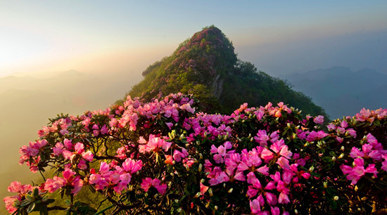 世界最美赏花图片 61926_4054528_733508.jpg