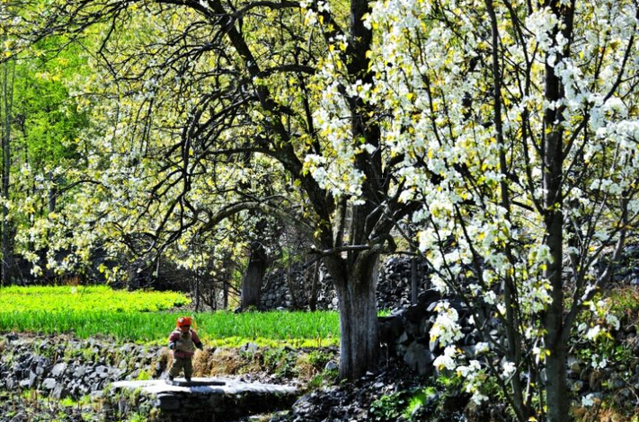 世界最美赏花图片 61926_4054537_463026.jpg