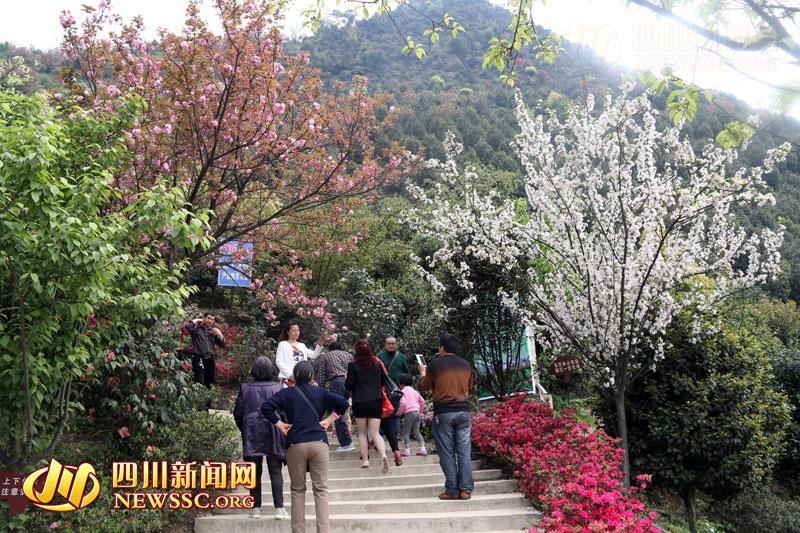 珙县巡场镇有多少人口_巡场 四川省珙县巡场镇(3)