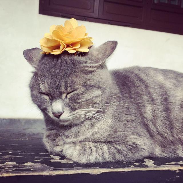 莪朋友晚上听到猫叫很害怕,而且听完后越想越