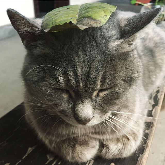 莪朋友晚上听到猫叫很害怕,而且听完后越想越