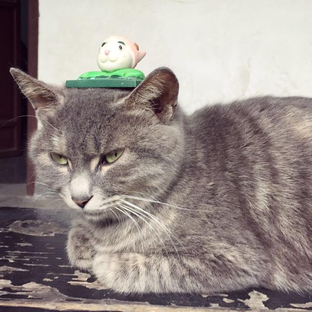 莪朋友晚上听到猫叫很害怕,而且听完后越想越