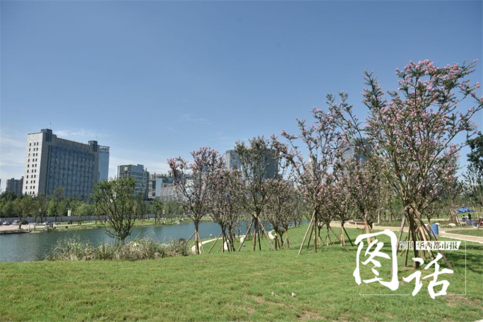 纽约试人口_人口普查