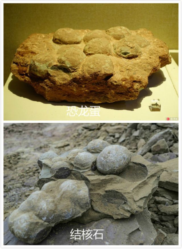 网传自贡建筑工地发现恐龙蛋化石 专家怎么说
