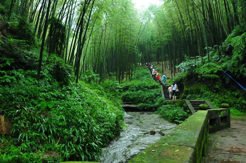 绿色大氧吧-蜀南竹海_高清图集_新浪网