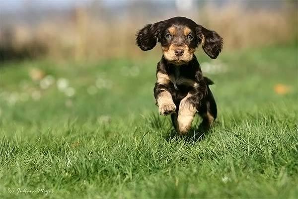 奔跑中的狗 - 游戏频道|佛山E家