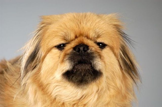 狗狗的搞怪表情