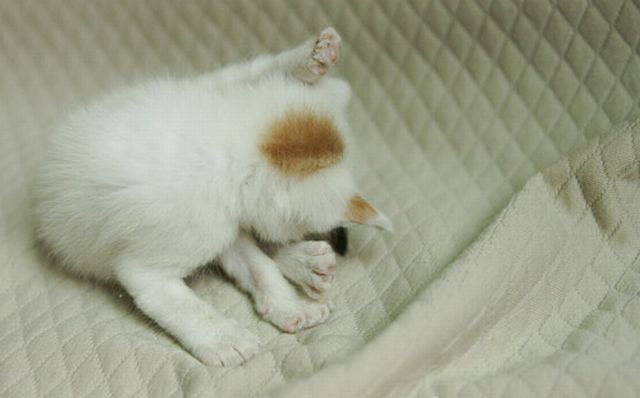 一只小猫的成长故事