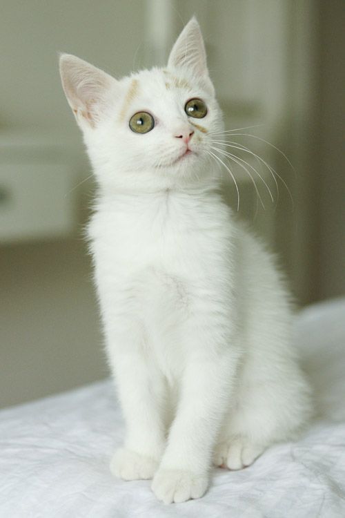 一只小猫的成长故事