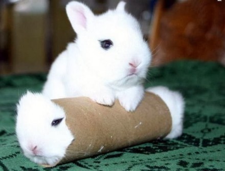 白兔灰兔和蚂蚁猜成语_白兔和灰兔的图片(3)