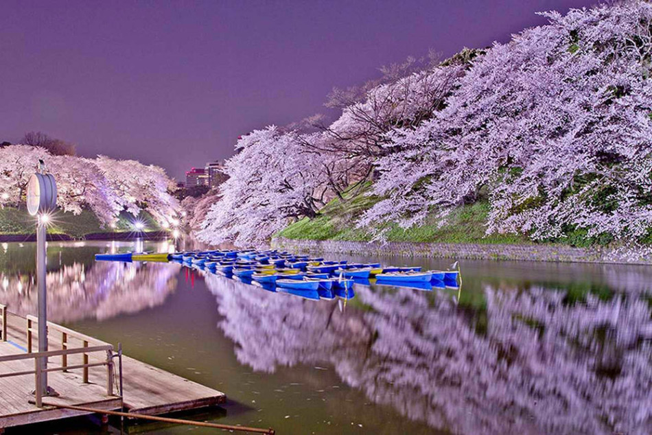 æ—¥æœ¬æœ€ç¾Žæ¨±èŠ±é«˜æ¸…å›¾ æ—¥æœ¬æ¨±èŠ±å£çº¸