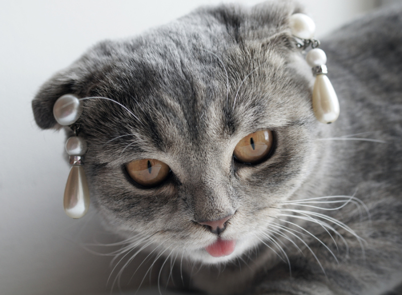 带美瞳的又呆又萌喵星人-喵星人,esther,alina-丽水频道