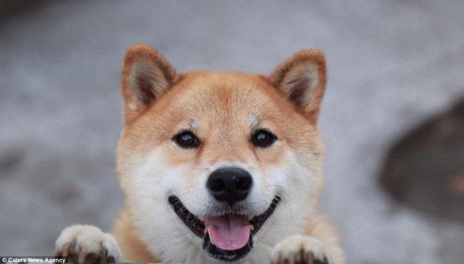 睡觉也不停止微笑的日本幸福柴犬