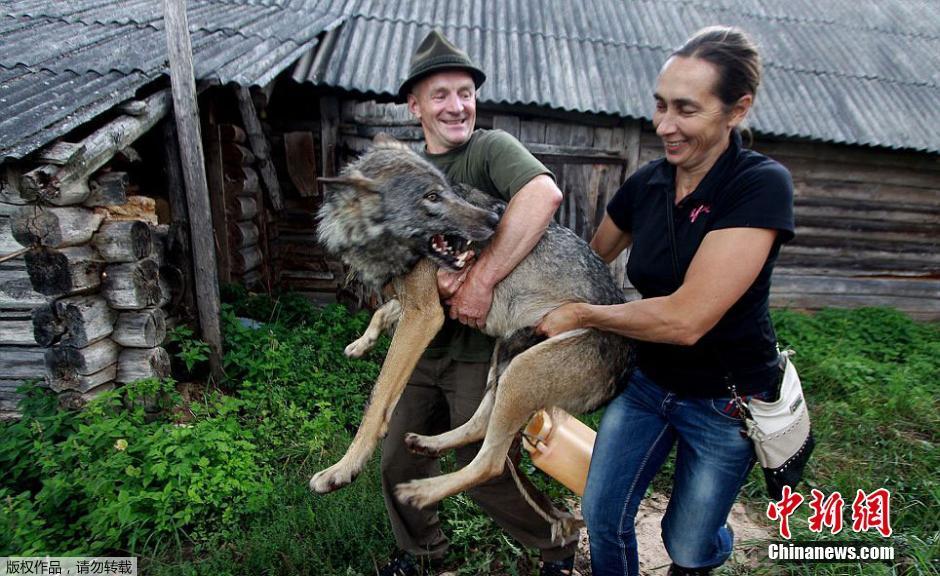 另类俄罗斯家庭将狼作为宠物 10岁女孩骑狼狂