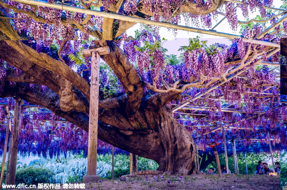 日本144岁紫藤花开 仿佛阿凡达“灵魂树” -- 佛山E家|佛山信息网|顺德信息网|第一综合信息门户网-FSEHOME.COM