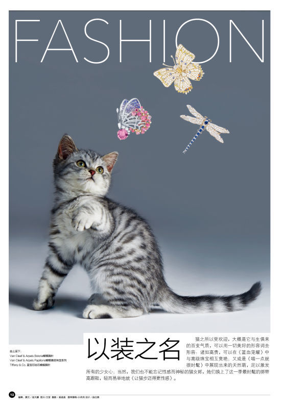 呆萌喵星人的珠宝梦 百万珠宝喵酱独享