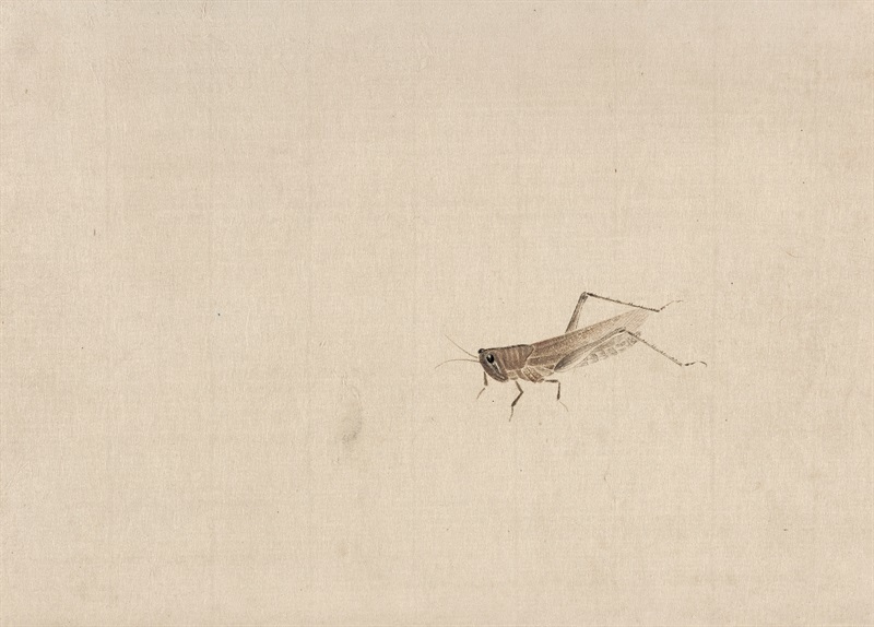 19cm×26.5cm 无年款 纸本设色 北京画院藏