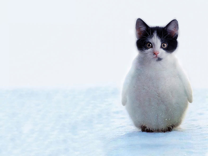 猩猩肌肉写字猜成语_猩猩卡通图片(2)