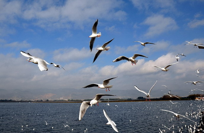 海鸥歌曲大全 39722_1672126_214044.jpg