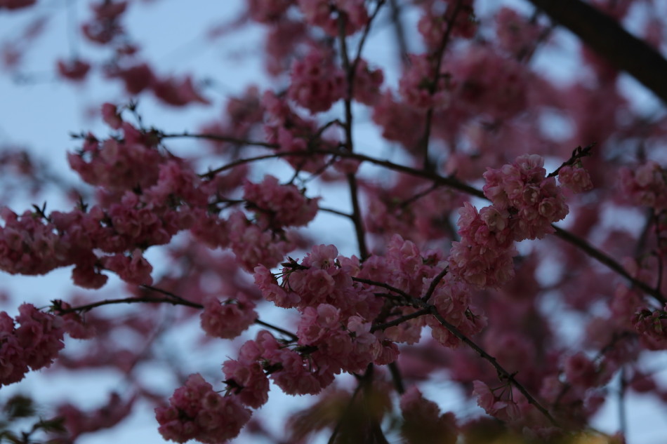 三月是春暖花开的季节 32823_1740091_332518.jpg